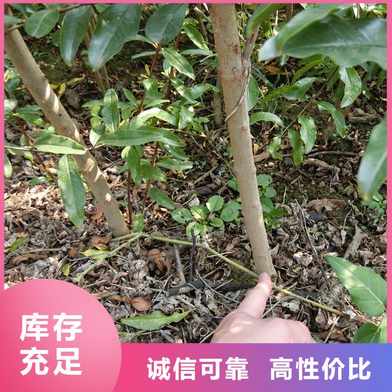 石榴-苹果苗款式多样同城公司