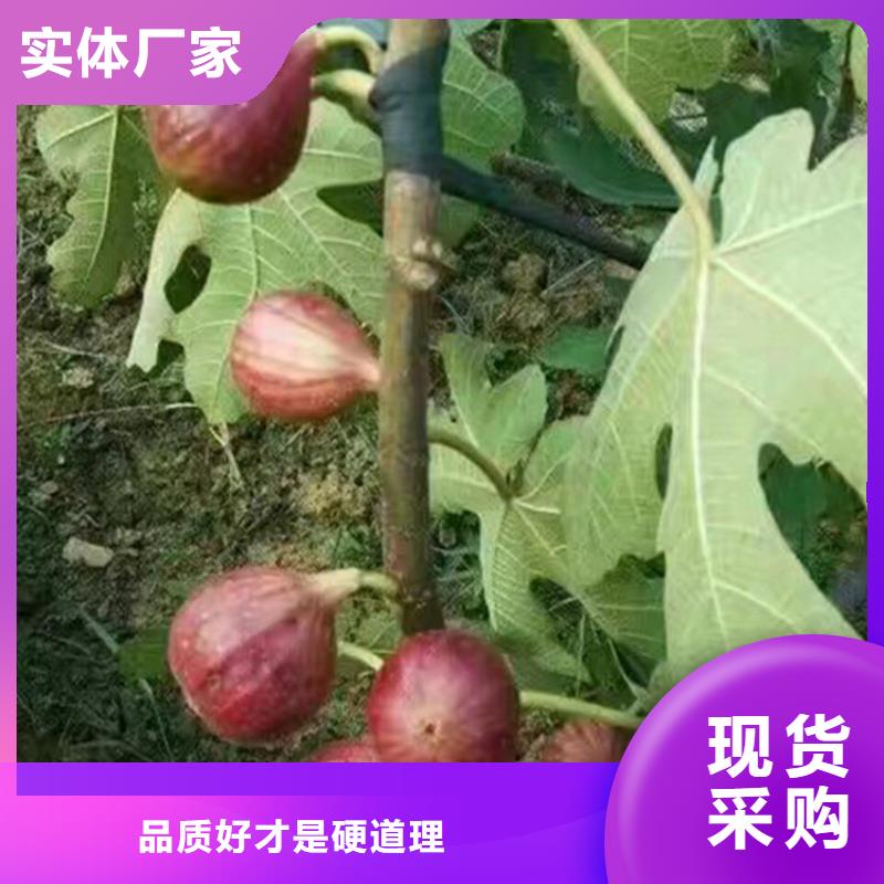 无花果无花果苗现货本地生产商