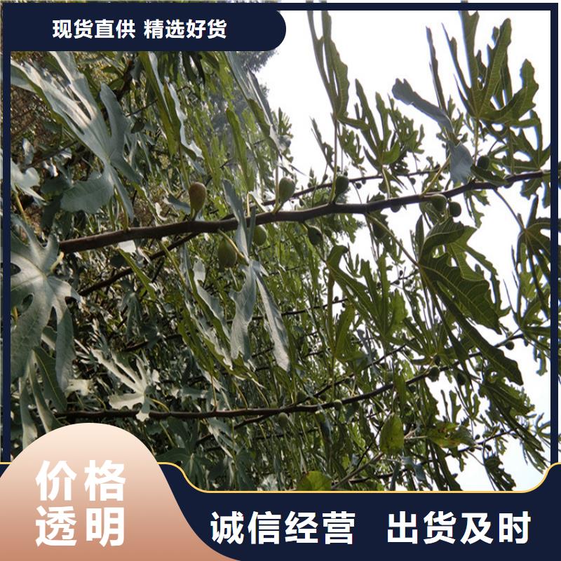 【无花果花椒苗用心提升细节】{当地}供应商