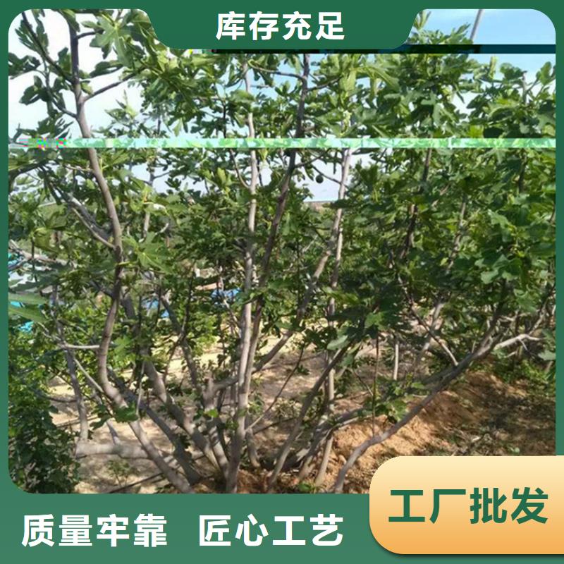 【无花果北美冬青源厂供货】本地公司