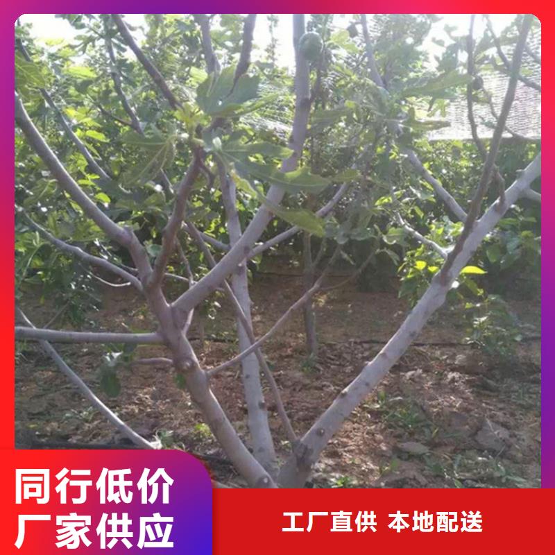 【无花果3公分软籽石榴苗供应商】出厂严格质检