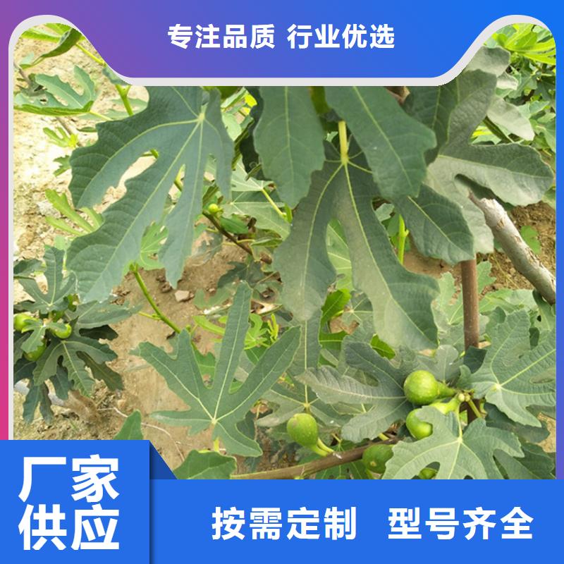 无花果苹果苗源头实体厂商量大更优惠