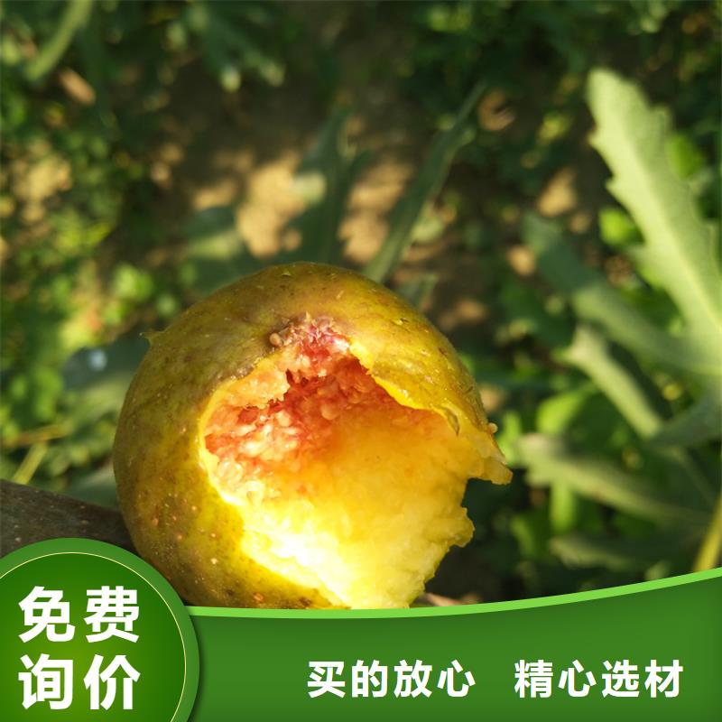 【无花果嘎啦苹果优质货源】[当地]供应商