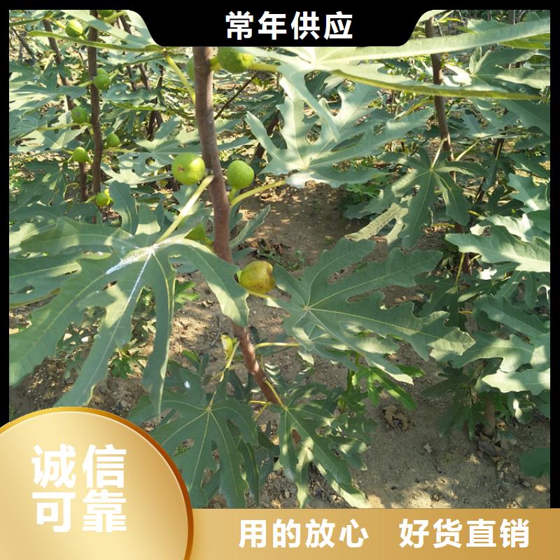 无花果奶油草莓分类和特点品质做服务