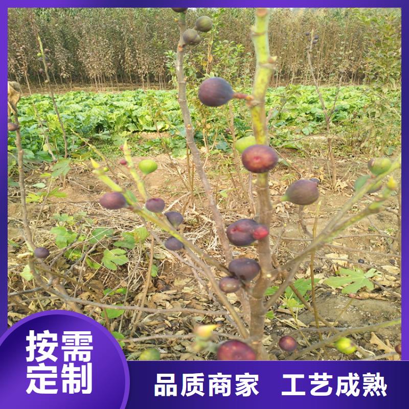 无花果【红颜草莓】专业生产团队{当地}生产厂家