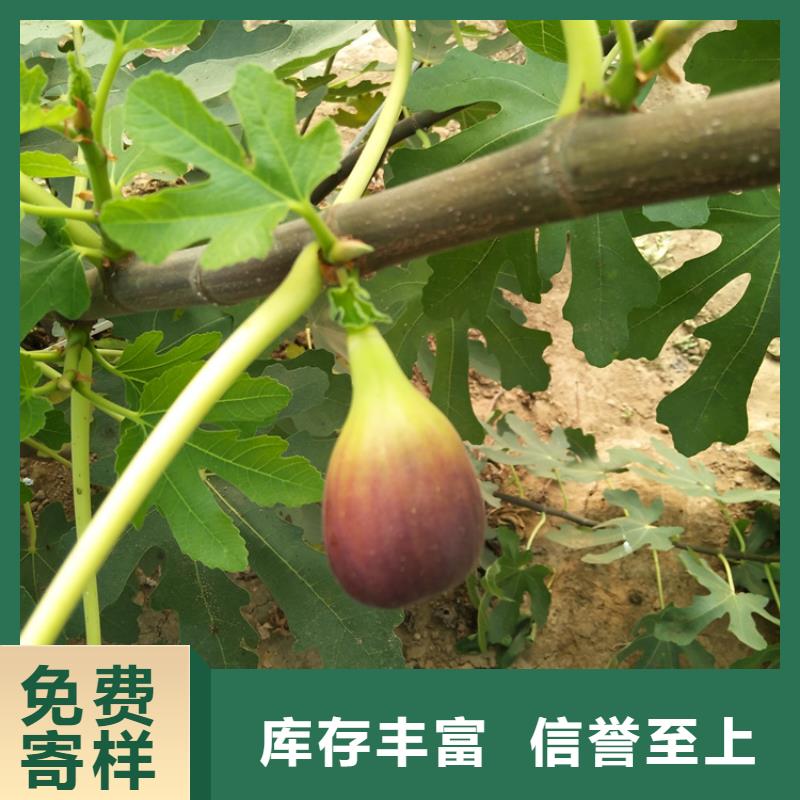 【无花果】,苹果苗好厂家有担当同城品牌