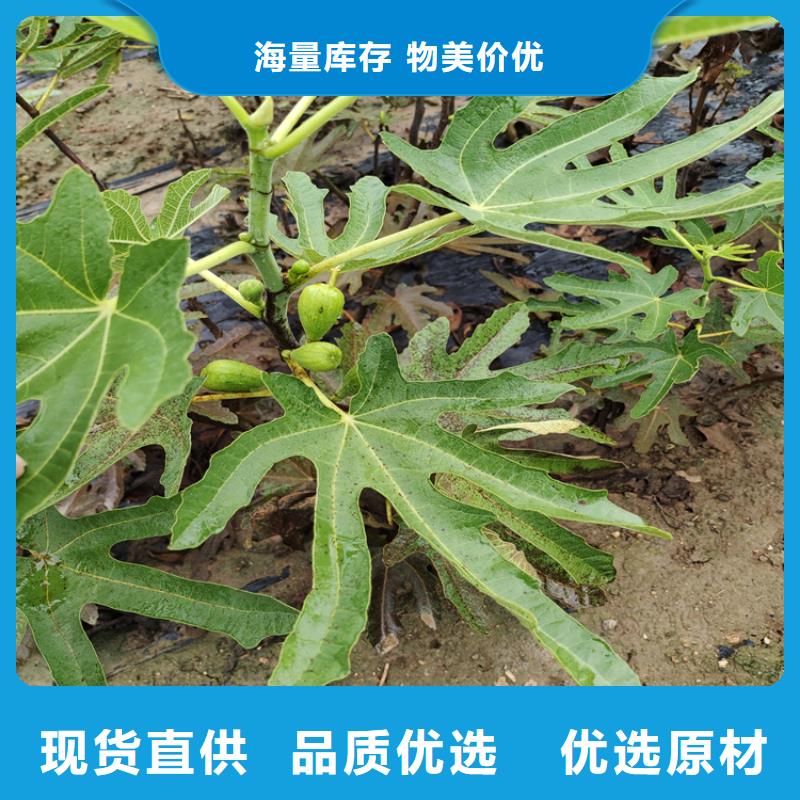 无花果桃树苗应用范围广泛[当地]供应商