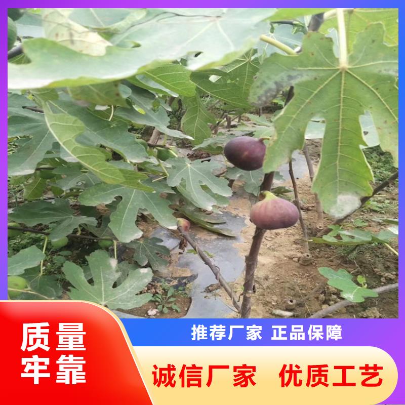 【无花果】蓝莓苗高性价比定制不额外收费