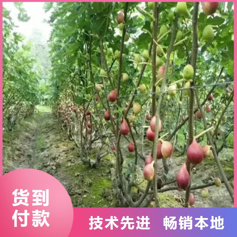 无花果【苹果苗】质量优价格低实地大厂