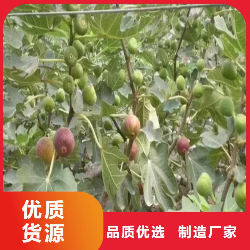 无花果桃树苗采购批发货源