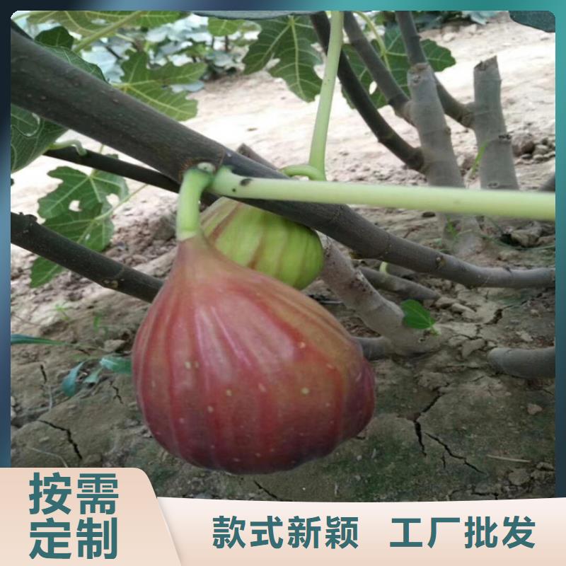 【无花果桃树苗真正的源头厂家】{当地}制造商