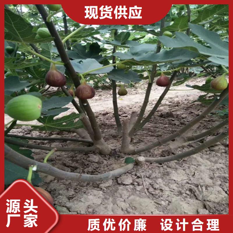 无花果苹果苗使用方法质检合格发货