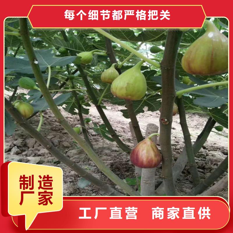 无花果李树苗高品质诚信厂家专业生产设备