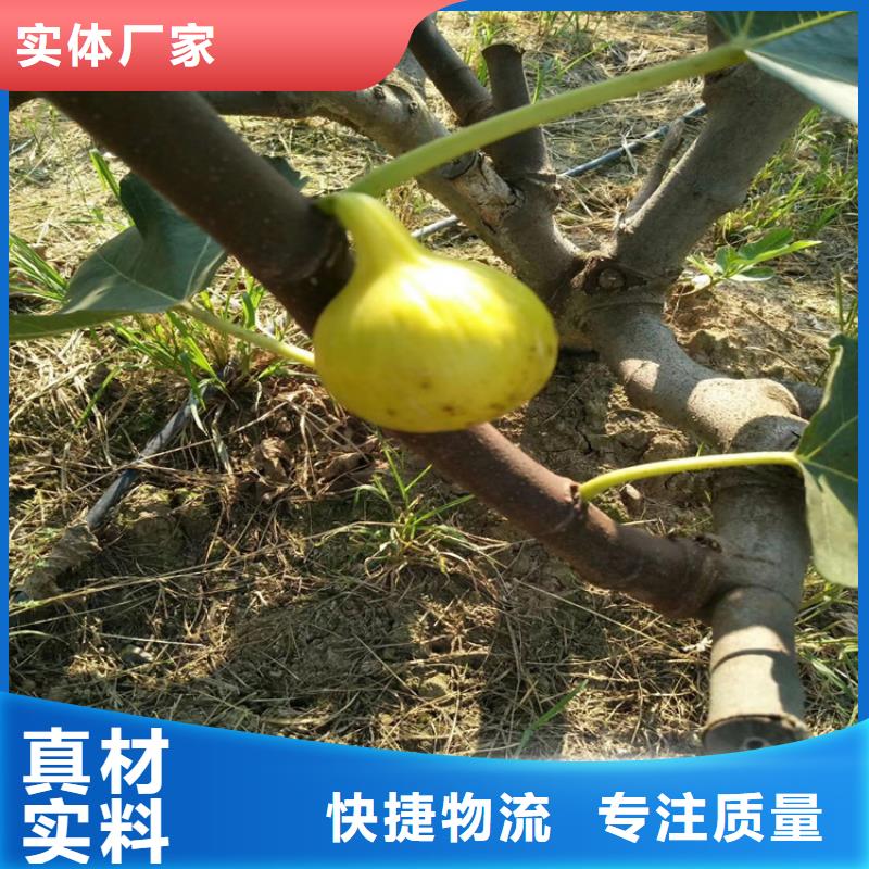 无花果,板栗苗质量不佳尽管来找我本地制造商