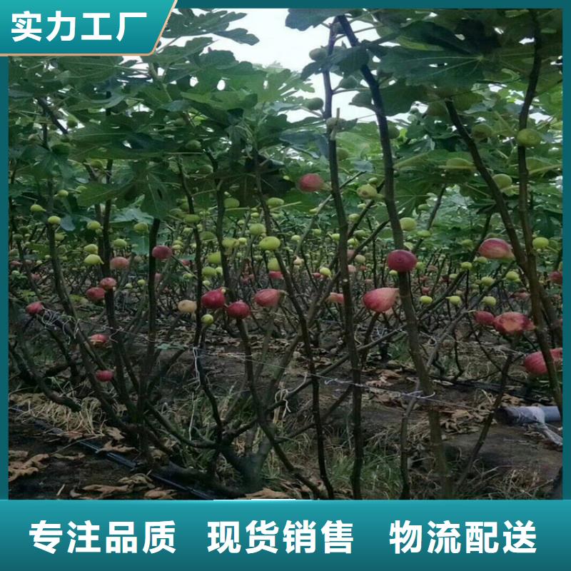 无花果-樱桃苗优质材料厂家直销选择大厂家省事省心