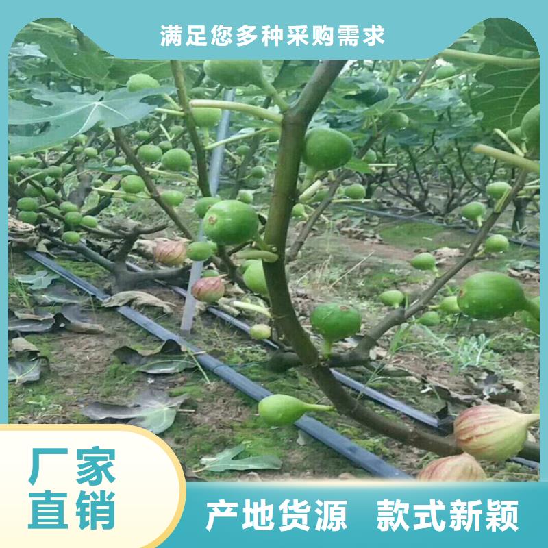 无花果樱桃苗源厂供货<当地>货源