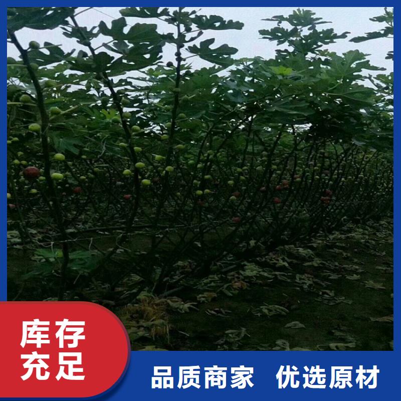 无花果桃树苗量大从优多种规格库存充足