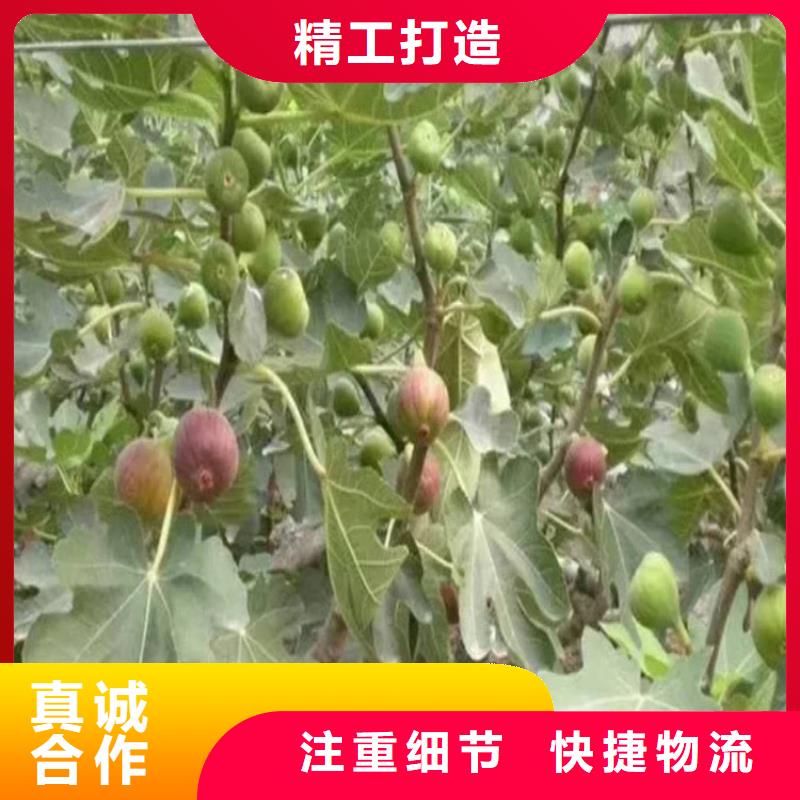 无花果蓝莓苗源头工厂量大优惠源头厂源头货