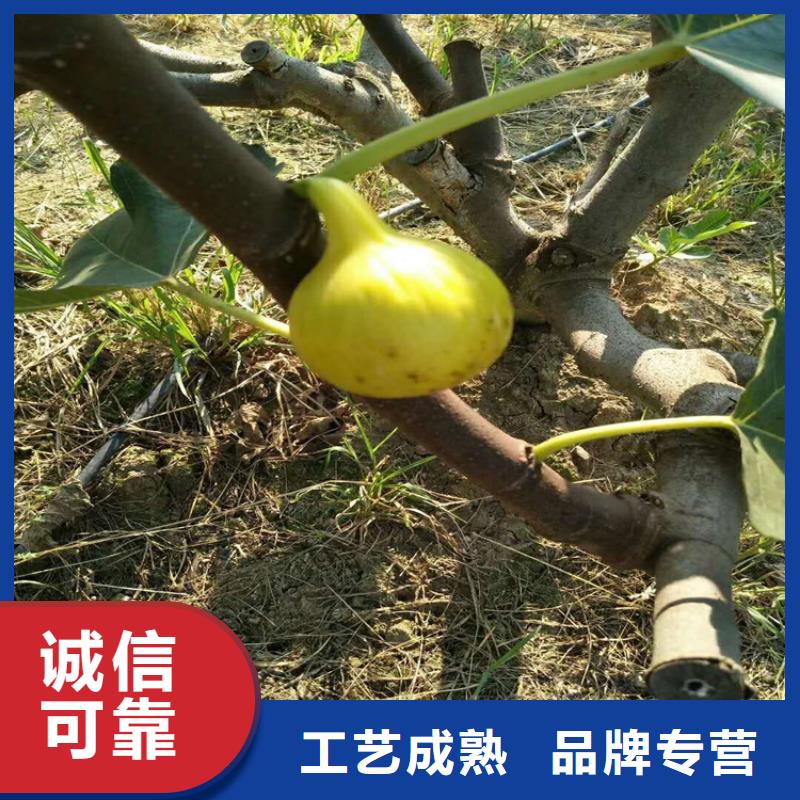 无花果西瓜番石榴苗源头工厂量大优惠厂家采购