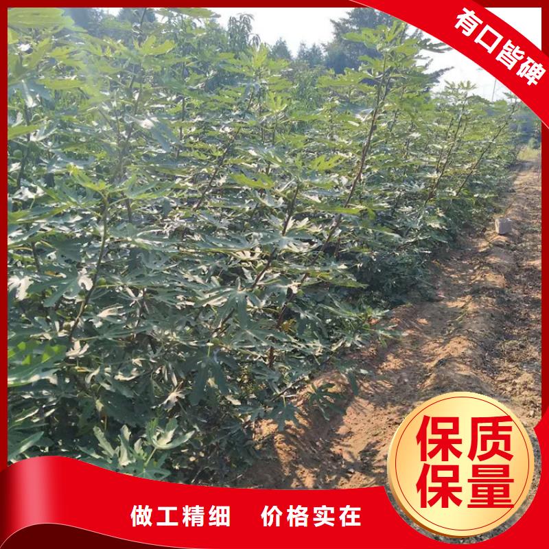 无花果-草莓苗多年经验值得信赖一手价格