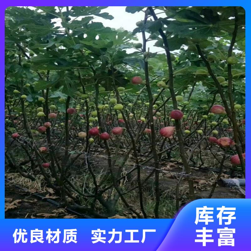 【无花果黄瓜苗工厂采购】当地厂家值得信赖