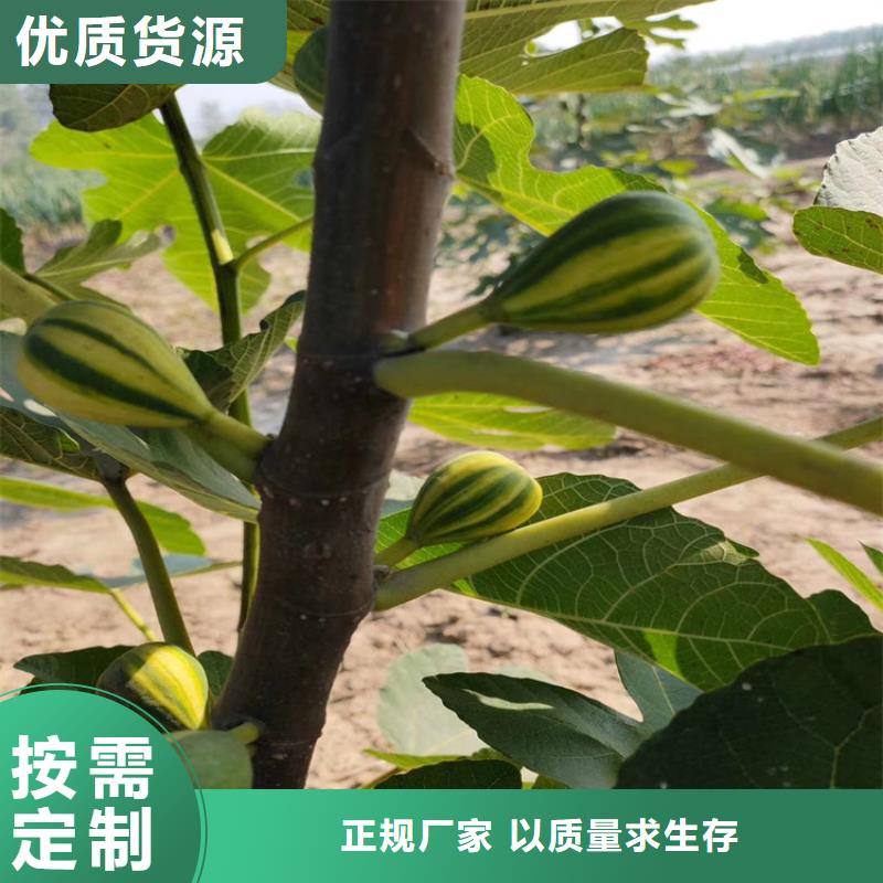 无花果樱桃苗全新升级品质保障诚信可靠