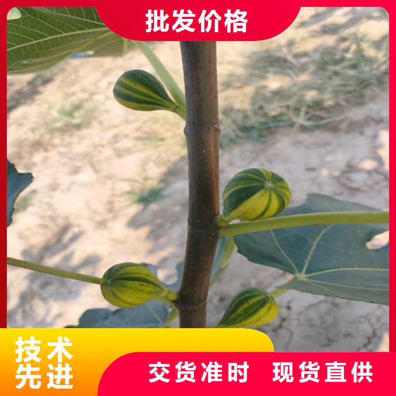 无花果苹果苗专业完善售后专注生产制造多年