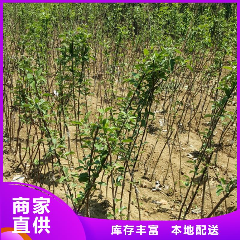 苹果-苹果苗产地货源供应采购