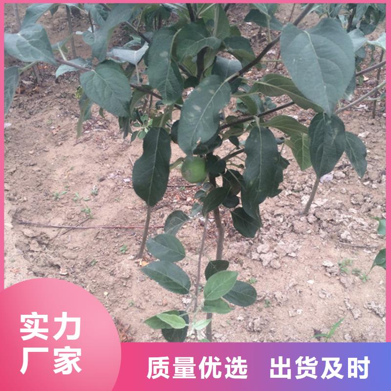 【苹果】_【蓝莓苗】专注品质精心打造