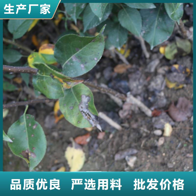 苹果樱桃苗产地直供现货直发