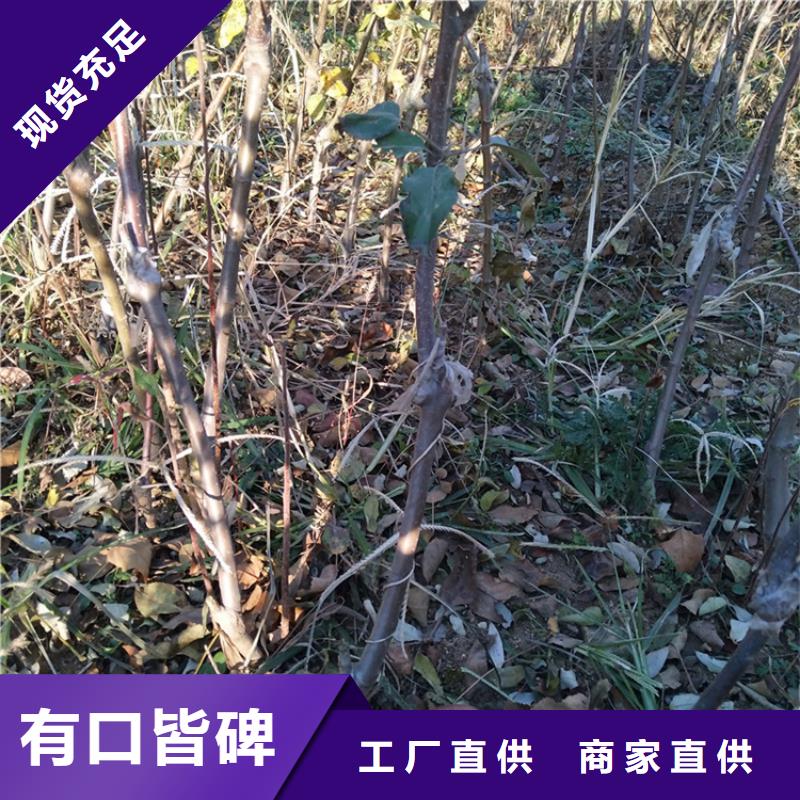 苹果桃树苗专注质量实力才是硬道理