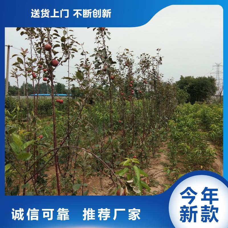 【苹果】无花果苗价格地道快捷的物流配送