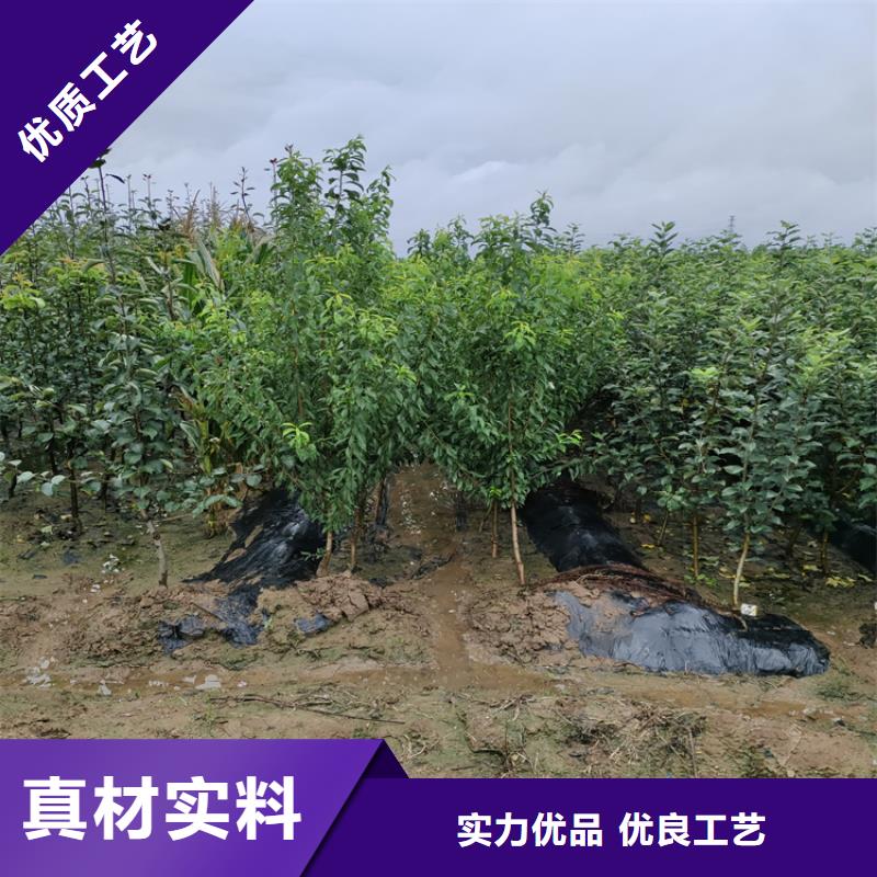 苹果_西瓜苗好货有保障附近货源