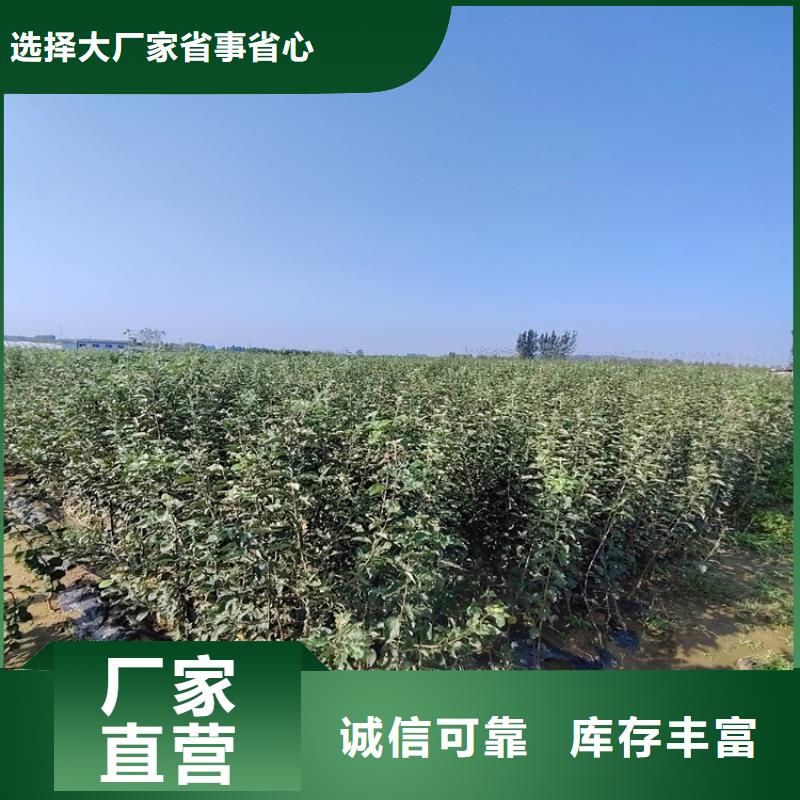 苹果【奶油草莓】现货供应当地生产商