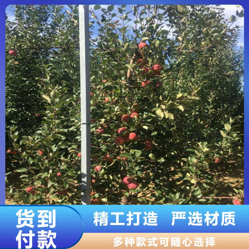 【苹果】苹果苗敢与同行比质量来图加工定制