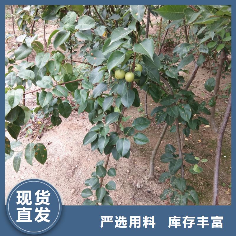 梨树苹果苗品质无所畏惧实力公司