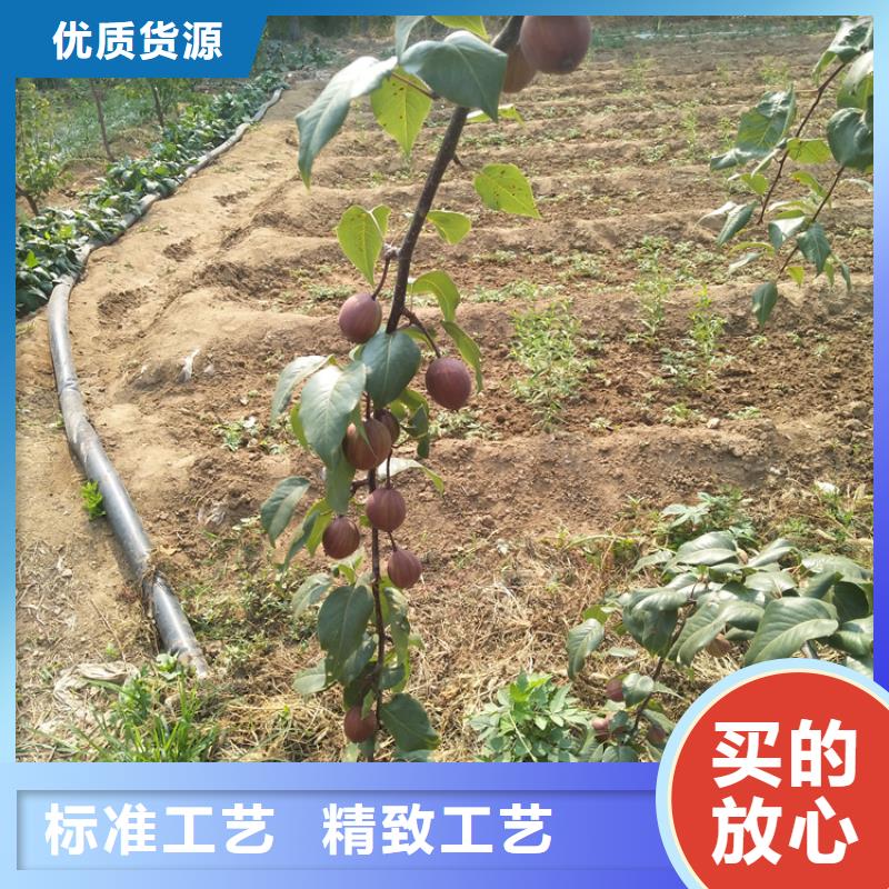 【梨树石榴树品牌大厂家】【当地】供应商