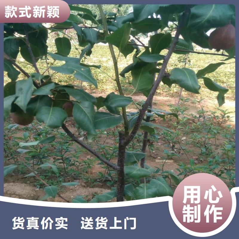 【梨树】苹果苗免费询价【本地】品牌