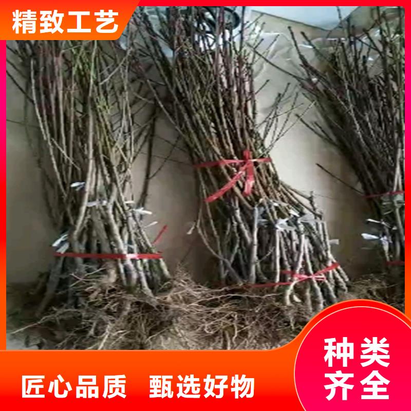 桃苹果苗定制销售售后为一体厂家供应