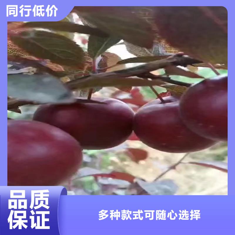 李子板栗苗可定制有保障生产经验丰富