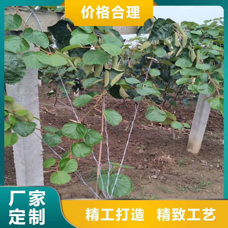 【猕猴桃苹果苗厂家直销大量现货】甄选好厂家