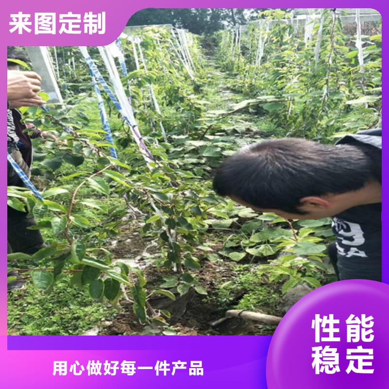 【猕猴桃】桃树苗今年新款工厂认证