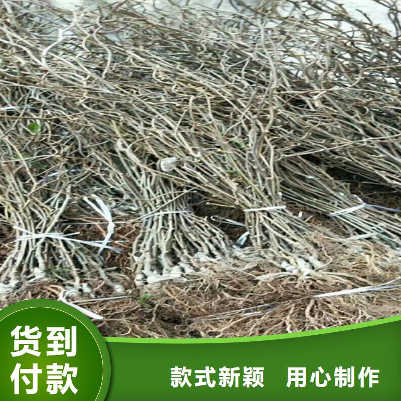 猕猴桃嘎啦苹果源头厂源头货当地生产商