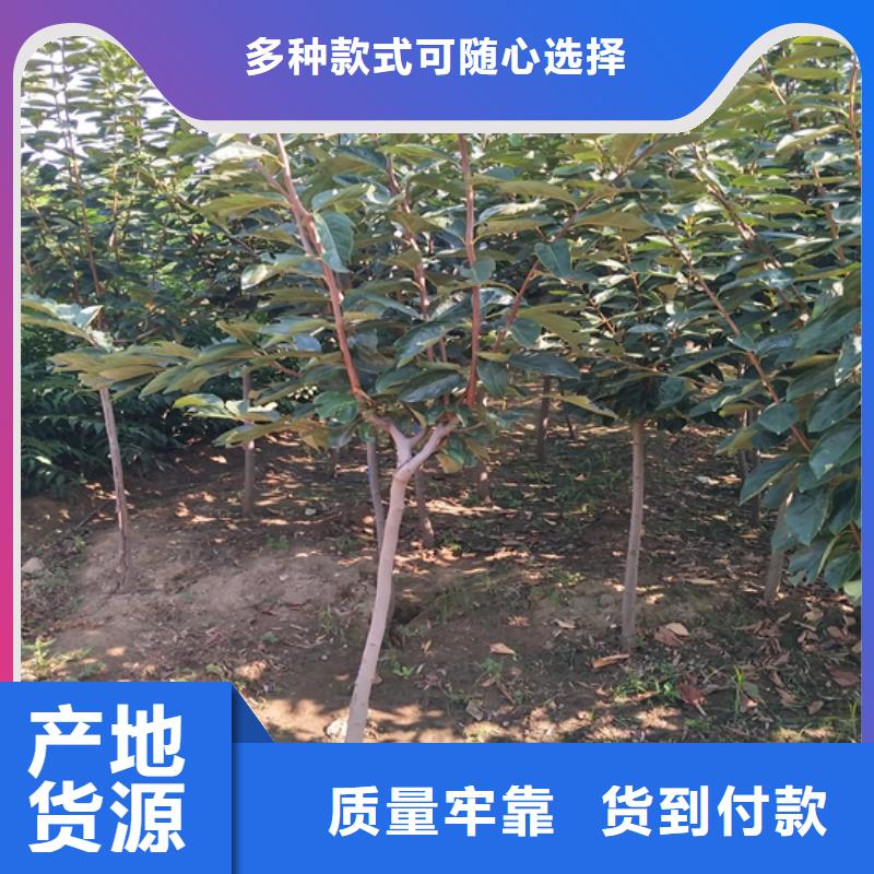 柿子-无花果苗实拍展现严选材质