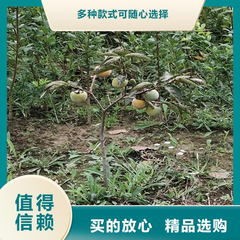 柿子石榴苗质量优价格低本地配送