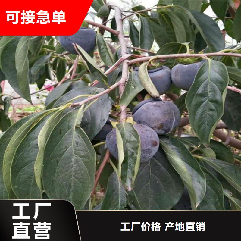 【柿子】苹果苗按需定做敢与同行比质量