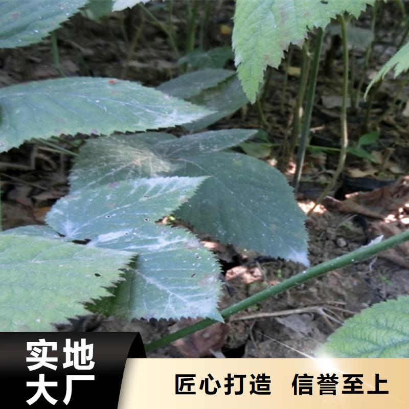 树莓苹果苗工期短发货快本地经销商