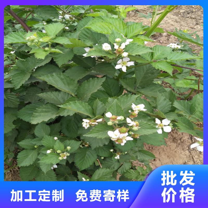 【树莓苹果苗价格实惠】本地经销商