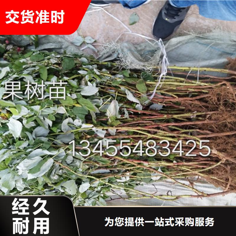 【树莓-苹果苗支持拿样】实力厂家直销