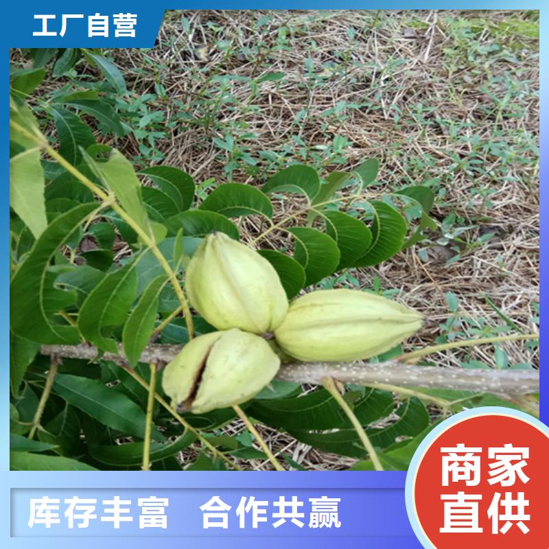 碧根果樱桃苗用心制造<本地>品牌